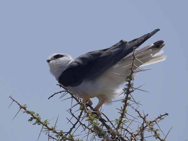 <h3><a href="/trips/tanzania/biota/animalia/chordata/aves/017 accipitriformes/004 accipitridae/elanus caeruleus/elanus caeruleus-nl.html">Elanus&nbsp;caeruleus</a> / Black‑winged&nbsp;kite / Grijze&nbsp;wouw</h3>OM-1 Mark II met OLYMPUS M.150-400mm F4.5, 1/2500 sec  bij F5.0, ISO 200, afstand 19.7&nbsp;m
